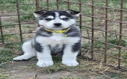 Siberian Husky dogs for sale: Beautiful Male and Female Husky pups  - Image 7