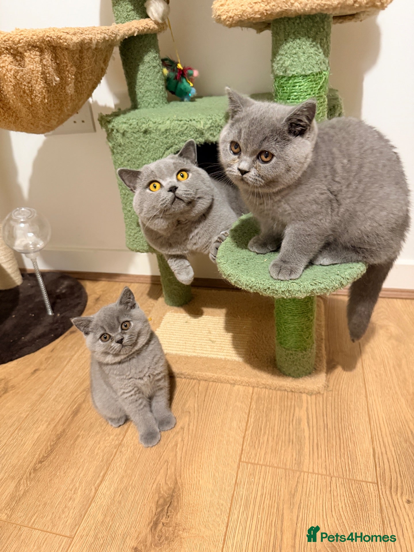 British Shorthair cats British Shorthair Kittens GCCF Registered😻✨😻 - Advert 1