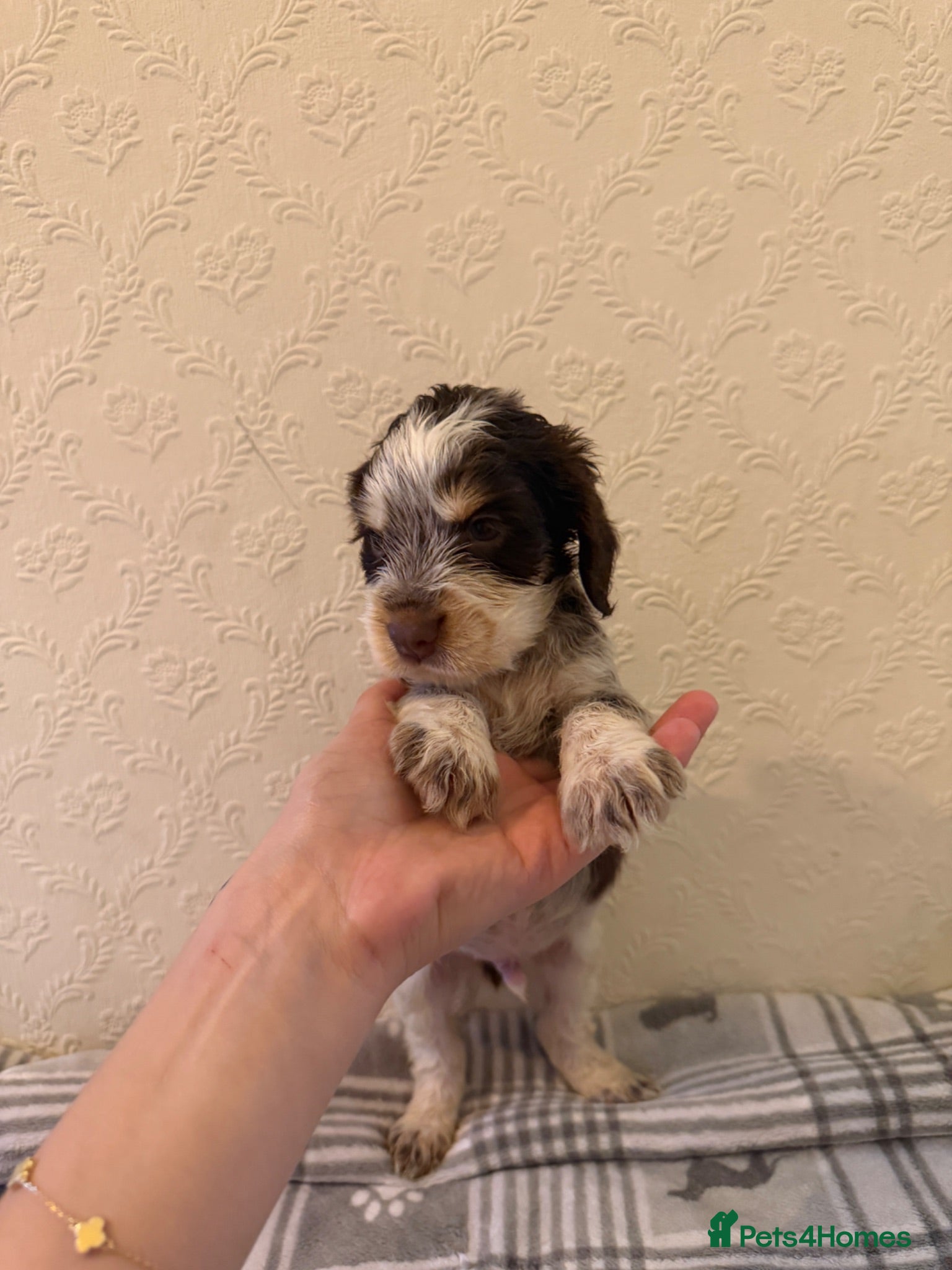 Cocker Spaniel dogs 1 boy💙 remaining - KC show cocker spaniels🩷 - Advert 8