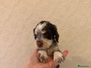 Cocker Spaniel dogs 1 boy💙 remaining - KC show cocker spaniels🩷 - Advert 8