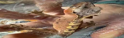Gecko reptiles for sale: Beautiful Red/Orange Dalmatian Crested Gecko in Pontefract - Advert 3