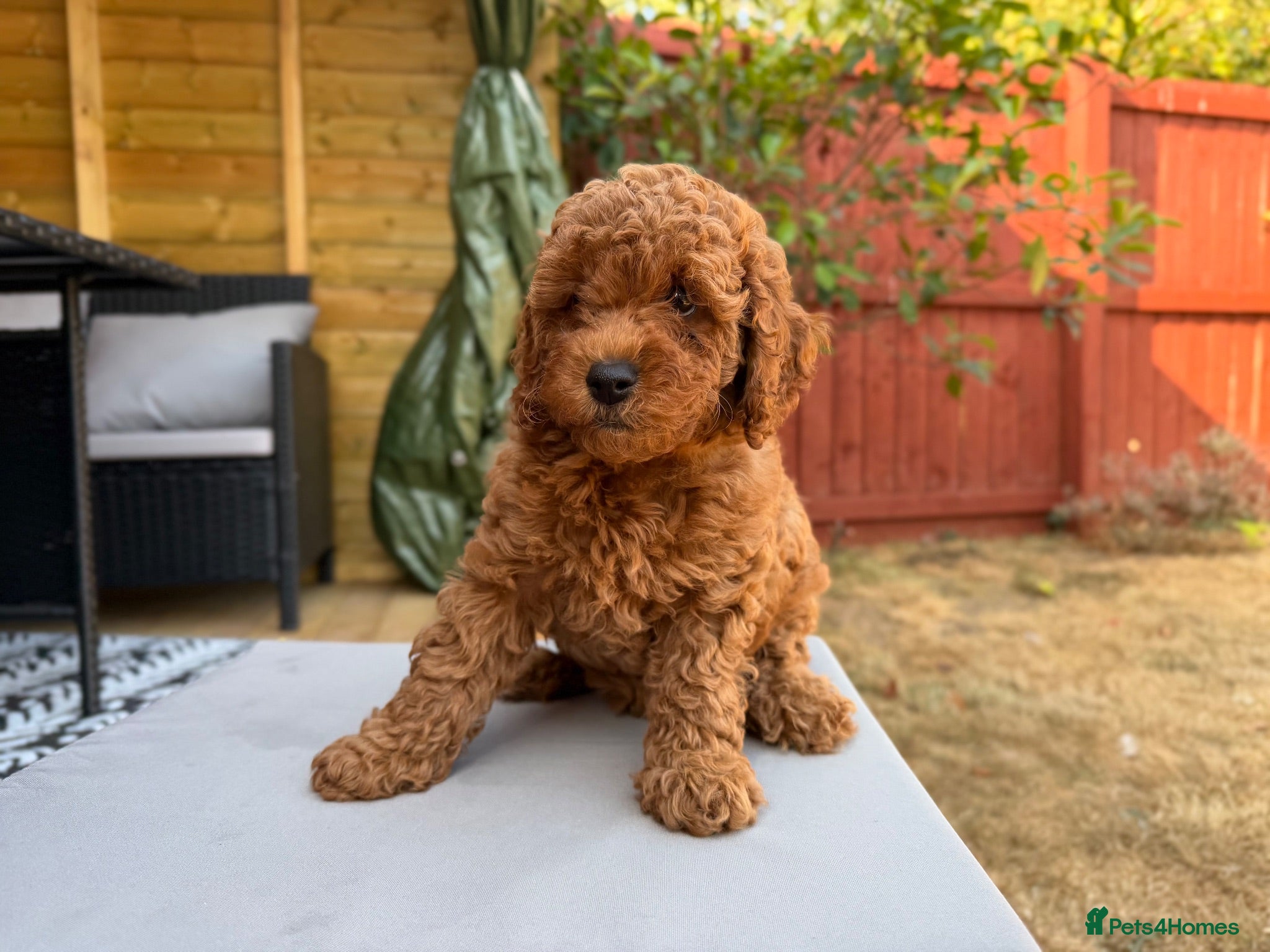 Toy Poodle dogs One deep red Toy Poodle girl puppy left  🐶 - Advert 11
