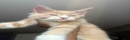 Maine Coon cats for sale: Pedigree Maine coon - Advert 14