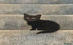 Persian cats for sale: Beautiful Persian Bengal cross kittens - Image 1