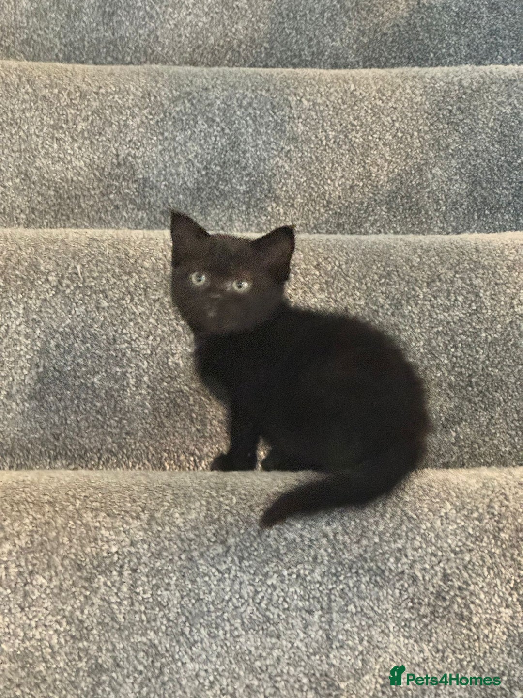 Persian cats for sale: Beautiful Persian Bengal cross kittens - Image 1