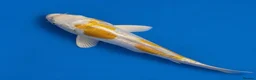 Koi Carp fish for sale: Japanese Koi - Top Quality - Advert 17
