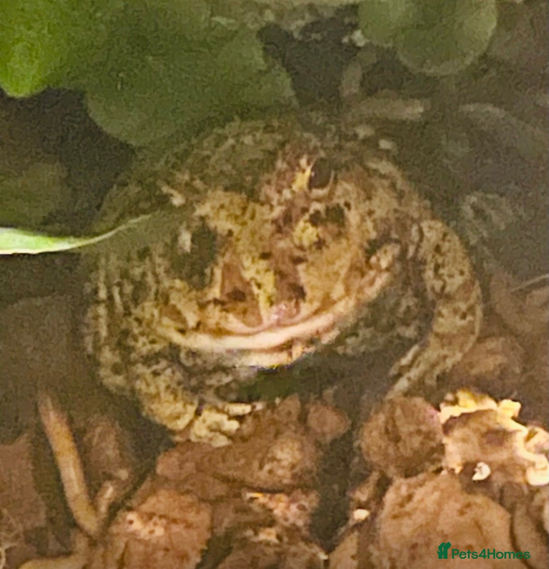 Frog reptiles for sale: Pacman frog - yellow and orange male 1 year old  - Advert 3