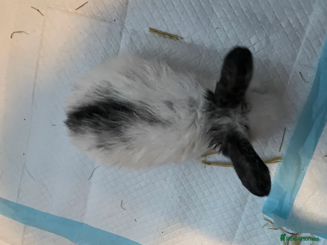 Mini Lion Lop rabbits for sale: 4 baby bunnies - Advert 4