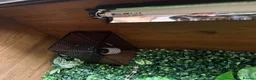 Python Snake reptiles for sale: 🌿 NEW BESPOKE 4FT REPTILE VIVARIUM full setup - Advert 5