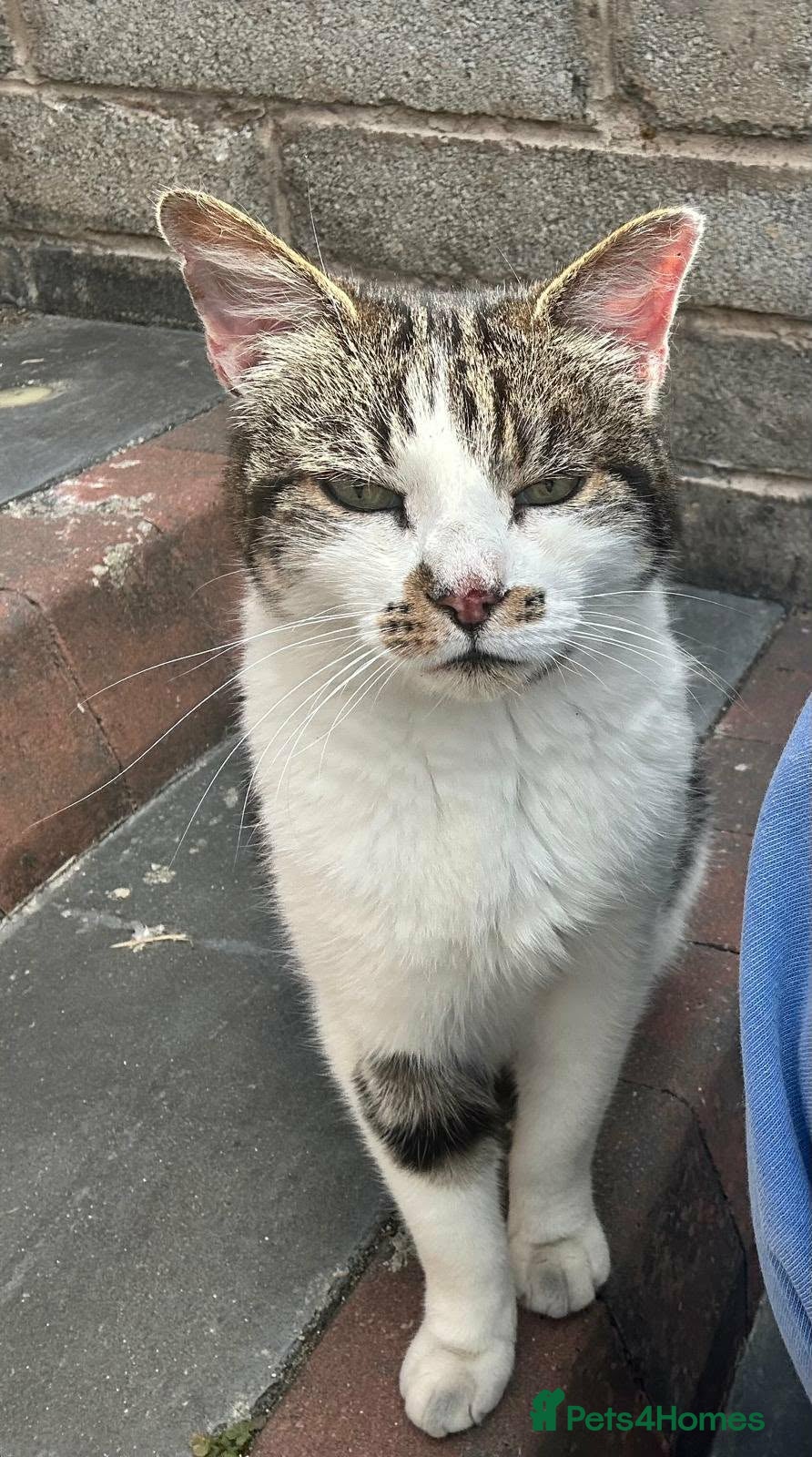 Mixed Breed cats A 8 year old rescue male needing a stable home - Advert 11