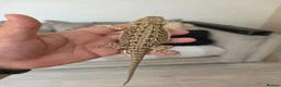 Bearded Dragon reptiles for sale: Baby beardies  - Advert 5