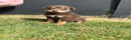 Mixed Breed dogs for sale: 🐾 Doberman x Siberian Husky Puppies –Ready Now 🐾 in Walsall - Advert 8