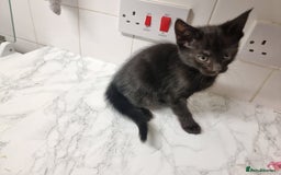 Domestic Shorthair cats for sale: 5 Beautiful Kittens Looking for Forever Homes - Image 5