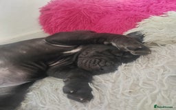 Great Dane dogs for sale: Beautiful KC registered Great Dane Puppies  - Image 11