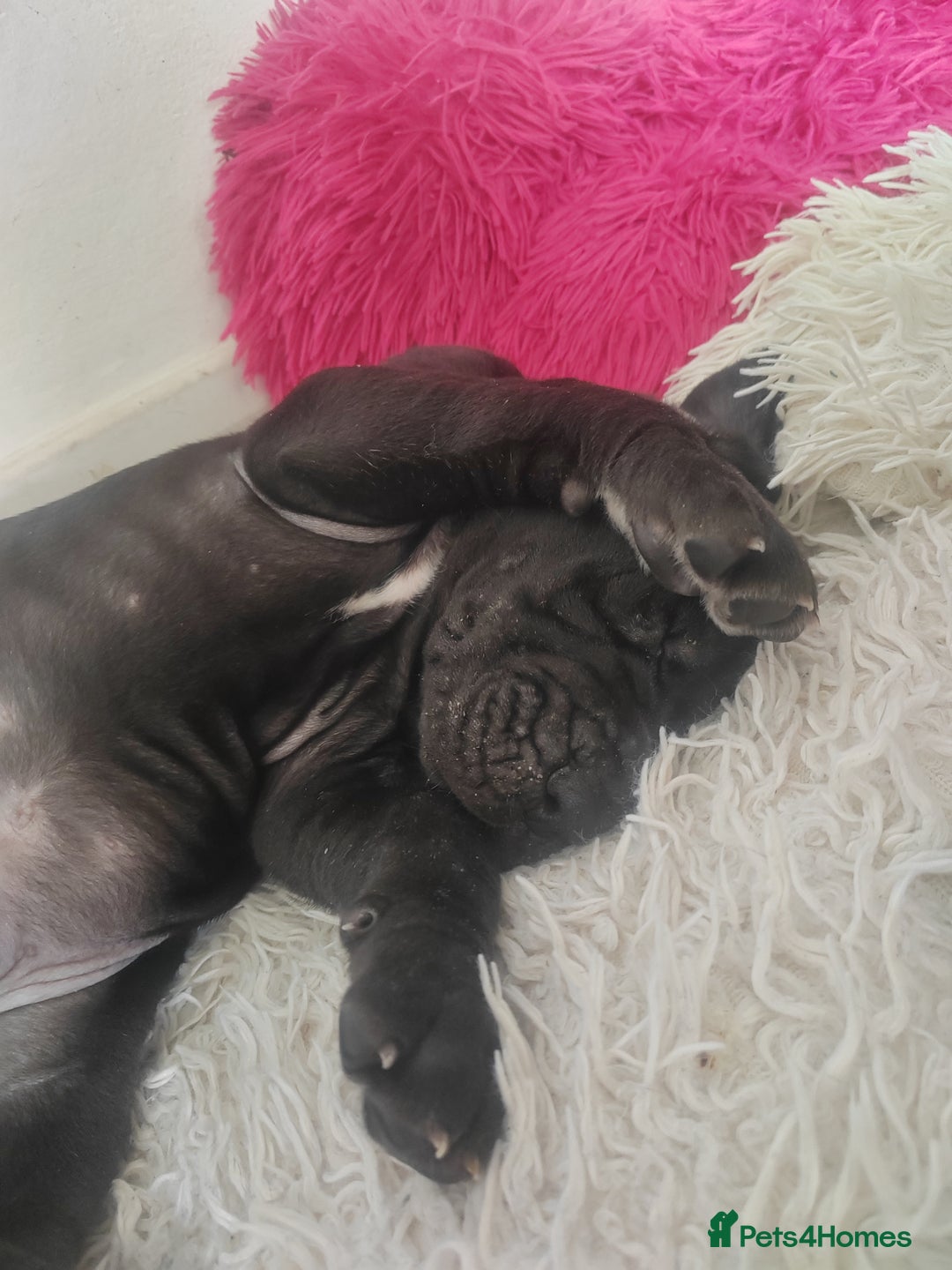 Great Dane dogs for sale: Beautiful KC registered Great Dane Puppies  - Image 11