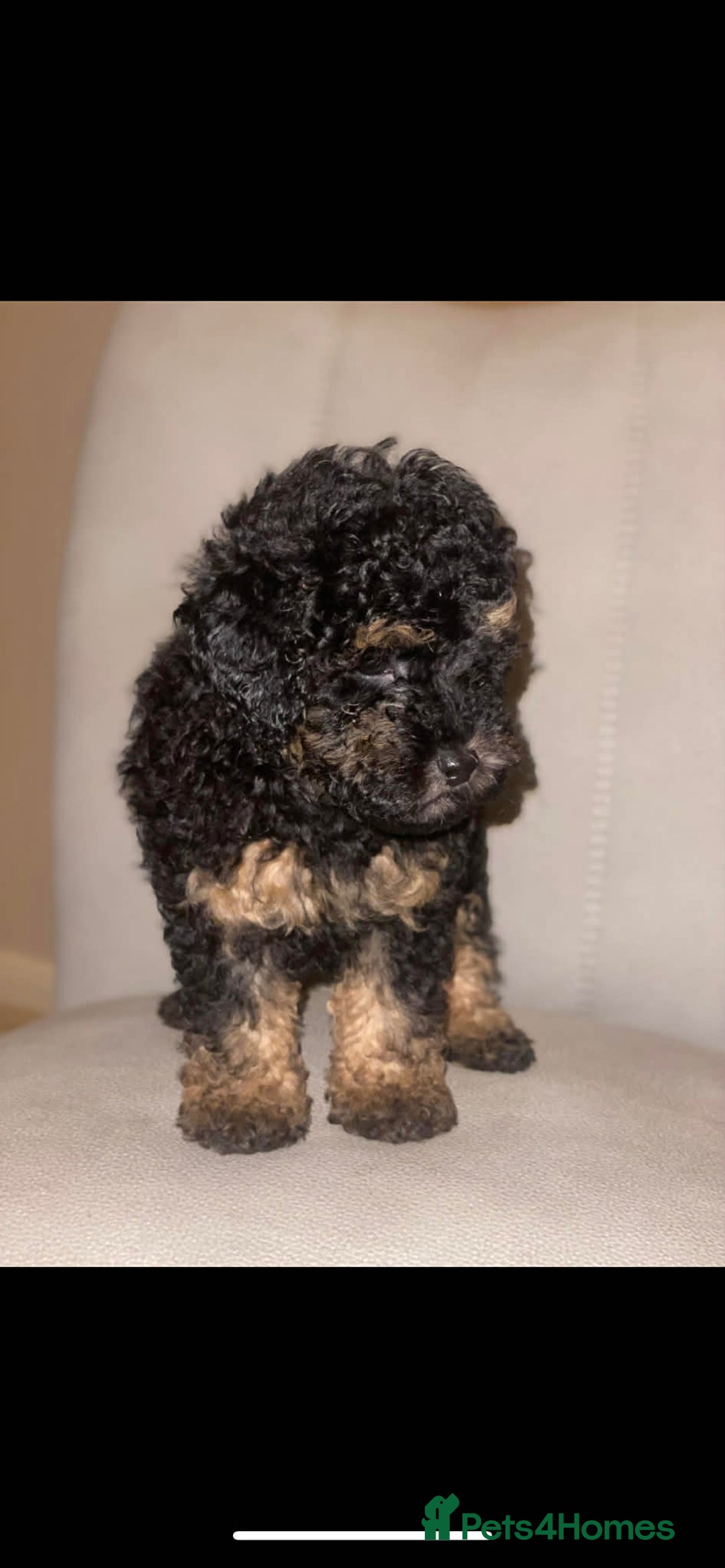 Toy Poodle dogs for sale: One Kc phantom toy poodle left- ready now!  - Advert 29