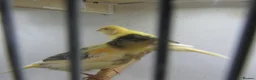 Canaries birds for sale: Young canary chicks for sale aviary bred in St. Neots - Advert 7