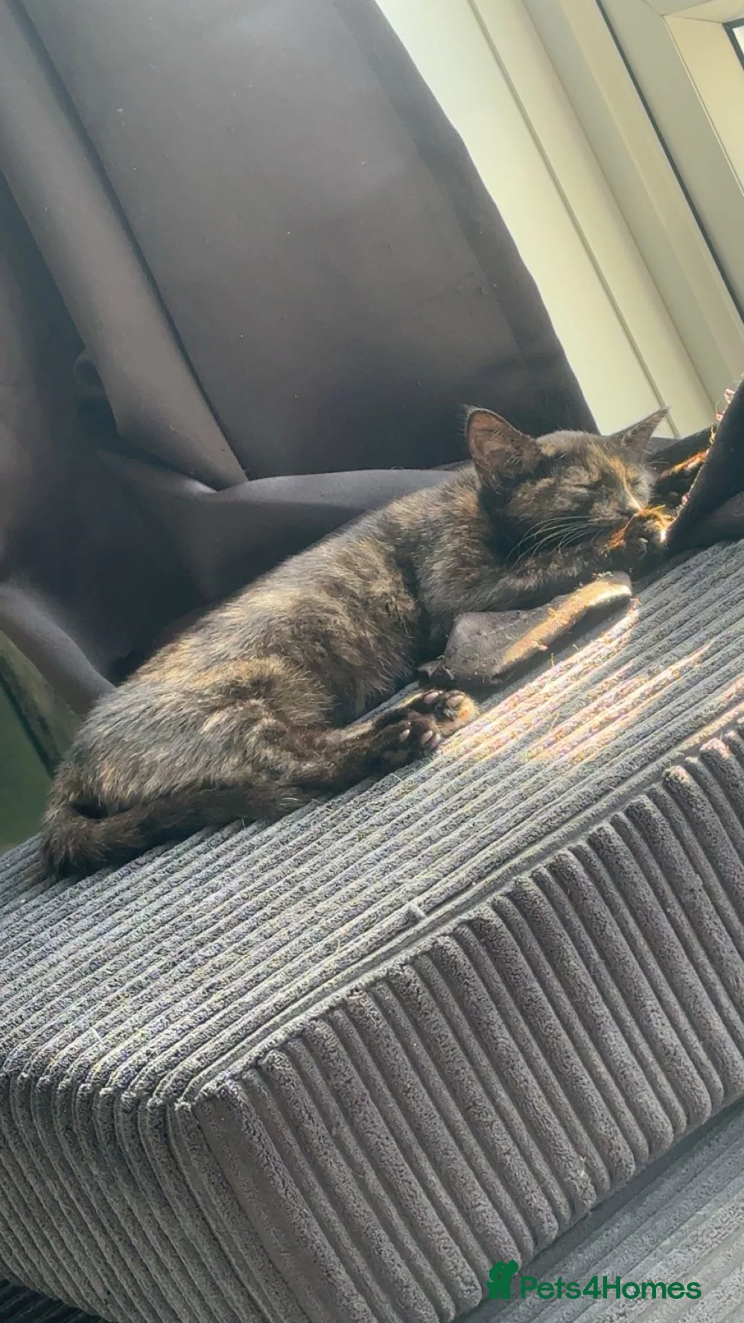 Mixed Breed cats for sale: 13 week old kitten - Advert 2