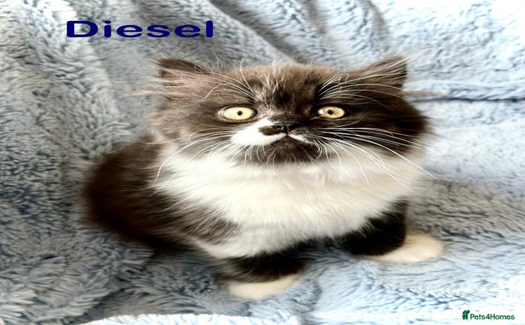 British Longhair cats - Advert 2