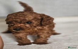 Miniature Poodle dogs for sale: Deep red Miniature Poodles  - Image 2