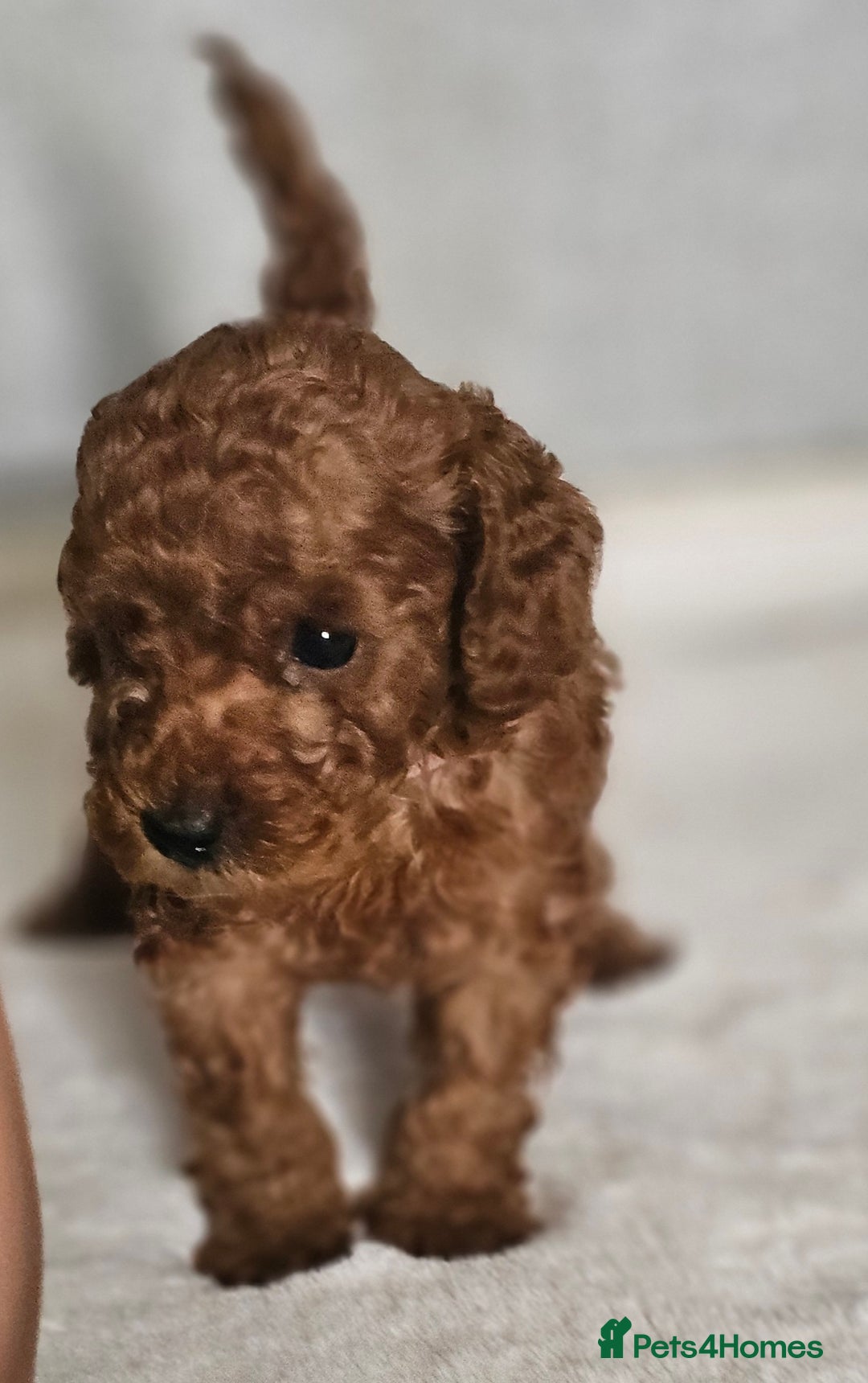 Miniature Poodle dogs for sale: Deep red Miniature Poodles  - Image 2