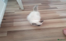 Ragdoll cats for sale: Gorgeous ragdoll kitten  - Image 6
