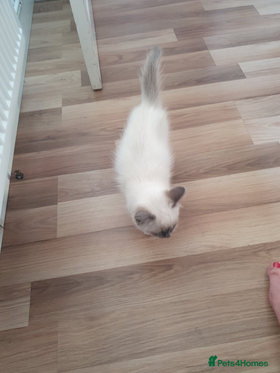 Ragdoll cats for sale: Gorgeous ragdoll kitten  - Image 6