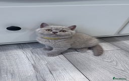 British Shorthair cats for sale: 5 beautiful BSH kittens - Image 10