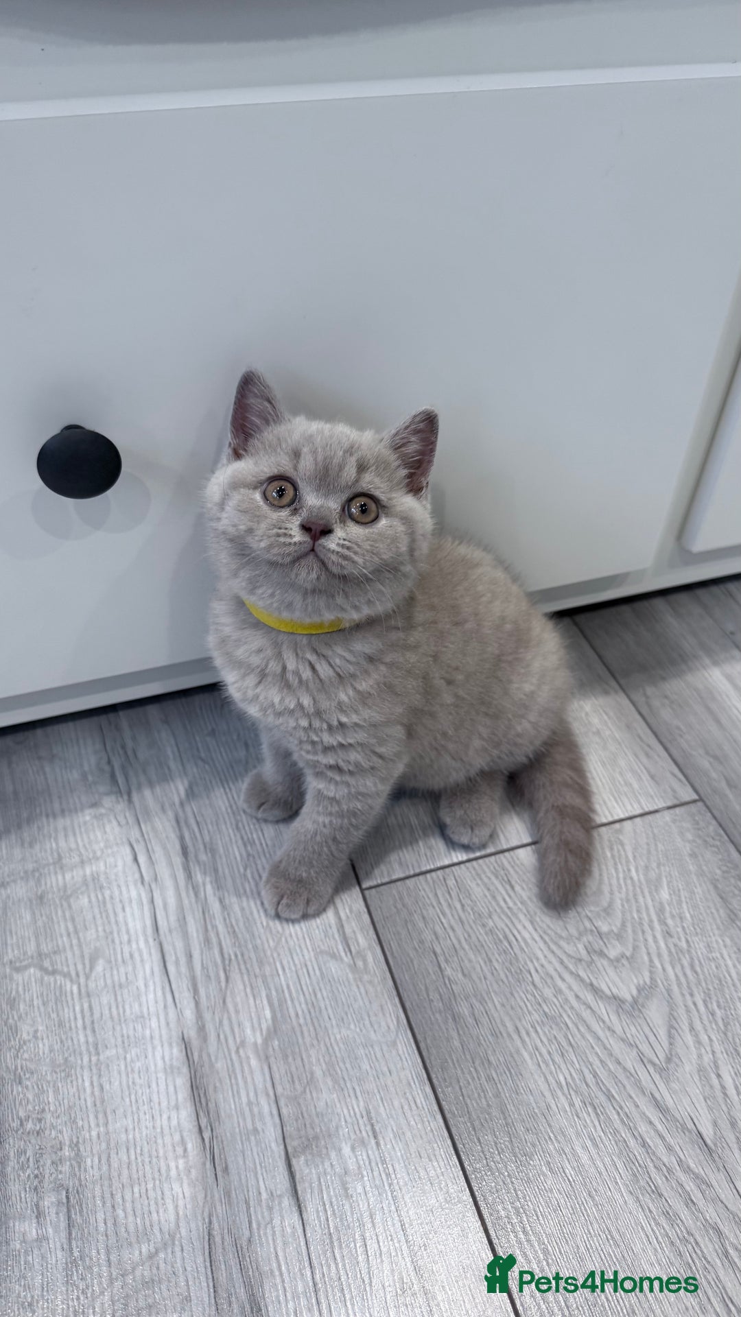 British Shorthair cats for sale: 5 beautiful BSH kittens - Image 10