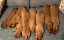 Labrador Retriever dogs for sale: Fox Red, Health Tested, KC Reg Lab Puppies - Advert 21