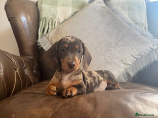 Dachshund dogs - Advert 31