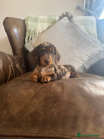Dachshund dogs - Advert 4