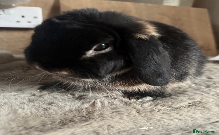 Mini Lop rabbits - Advert 2