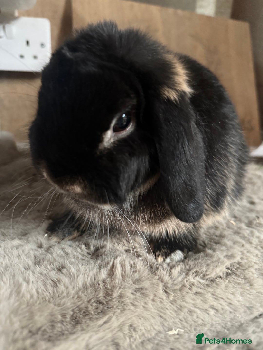 Mini Lop rabbits for sale: Mini lop boy available now - Image 1