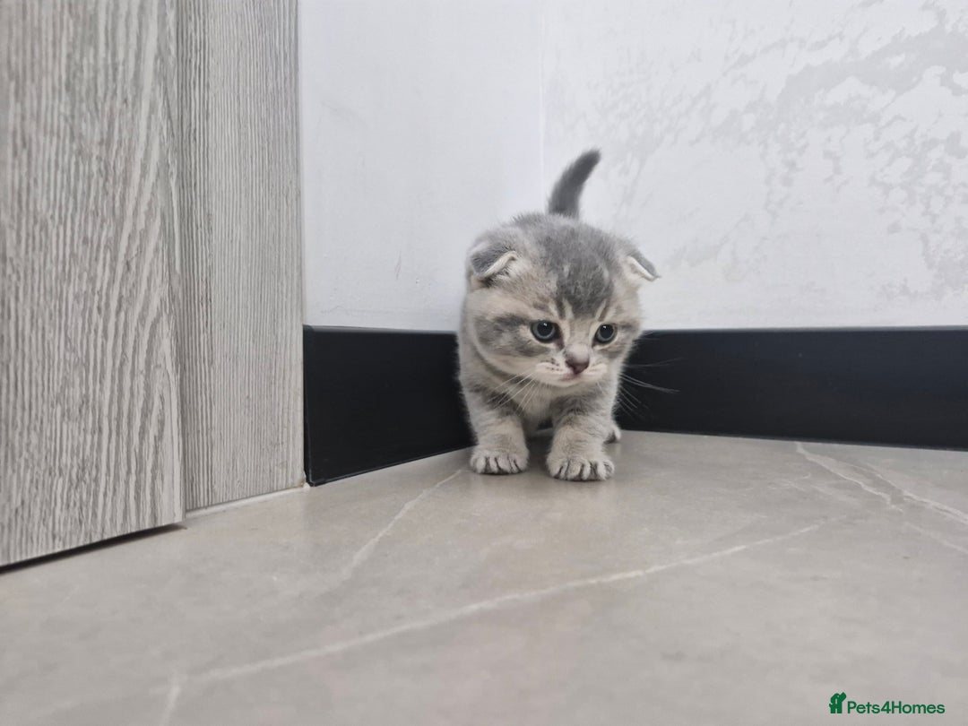 British Shorthair cats for sale: Beautiful British Short hairs kittens for sale - Image 8