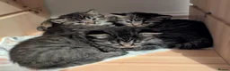 Mixed Breed cats for sale: VERY FRIENDLY AND WELL HANDLED KITTENS in Minehead - Advert 7
