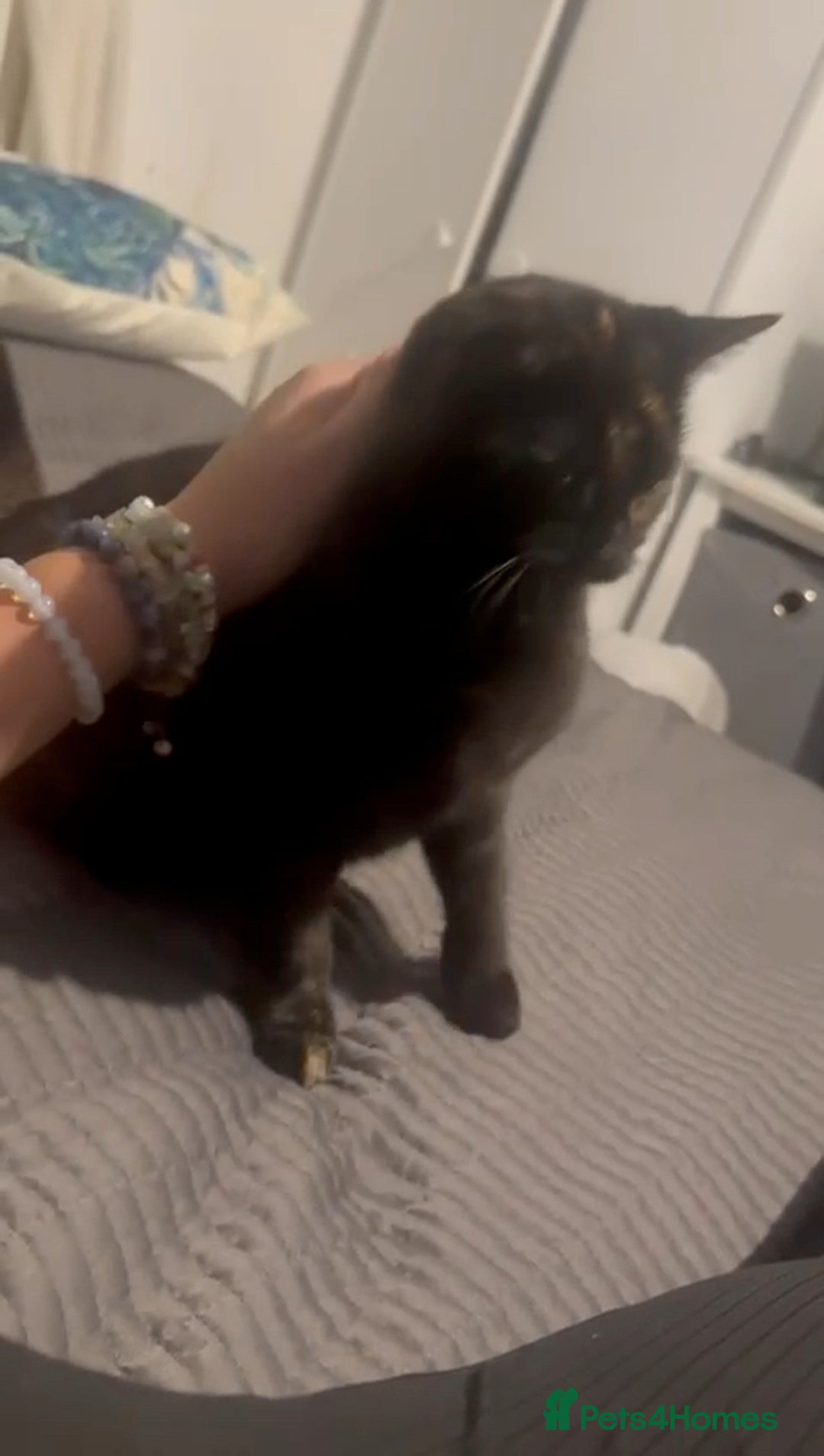 Domestic Shorthair cats for sale: Affectionate Female Cat Needs Calm cat  - Image 3