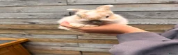 Lionhead rabbits for sale: 3 beautiful lionhead bunnies - Advert 2
