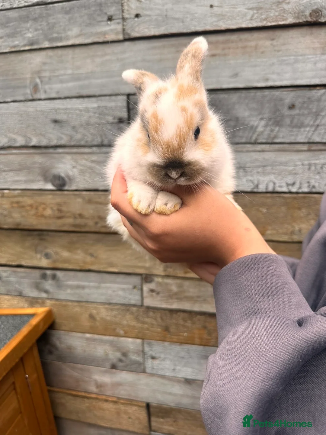 Lionhead rabbits for sale: 3 beautiful lionhead bunnies - Advert 2