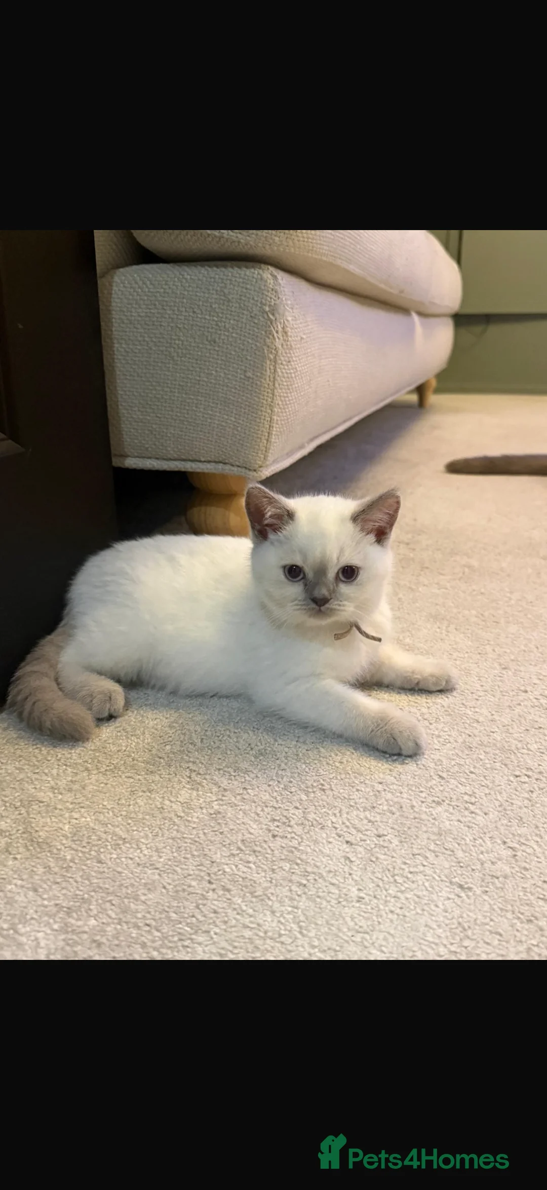 British Shorthair cats for sale: Lilac point female gccf reg - Advert 2