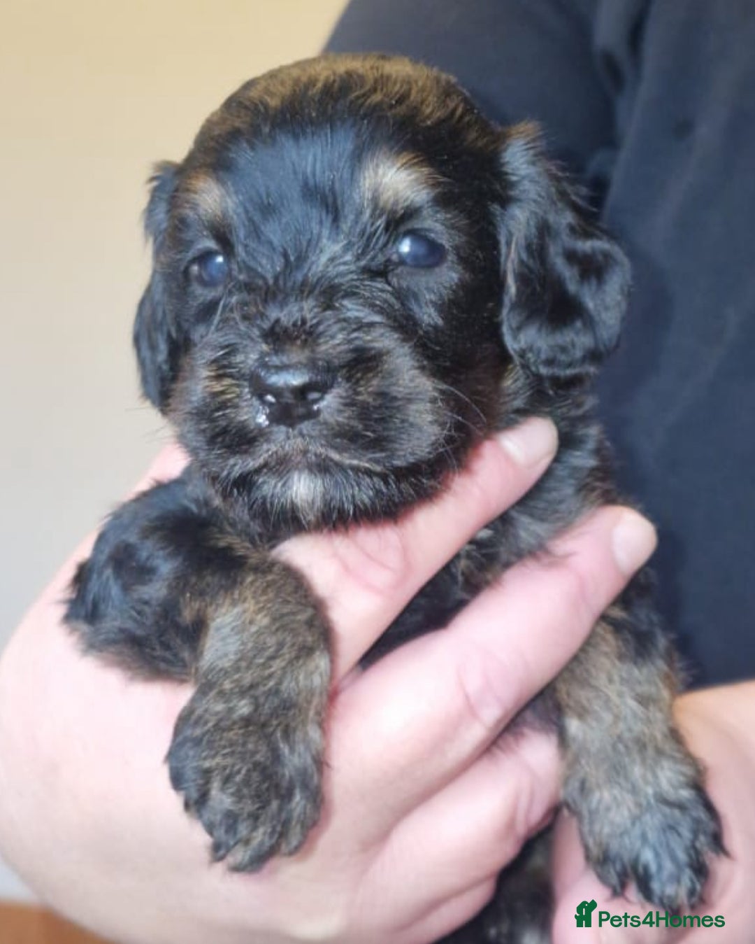 Cockapoo dogs for sale: 8 gorgeous Cockapoos  - Image 29