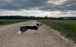 Border Collie dogs for stud: Stud Dog Available – Poe - Image 6