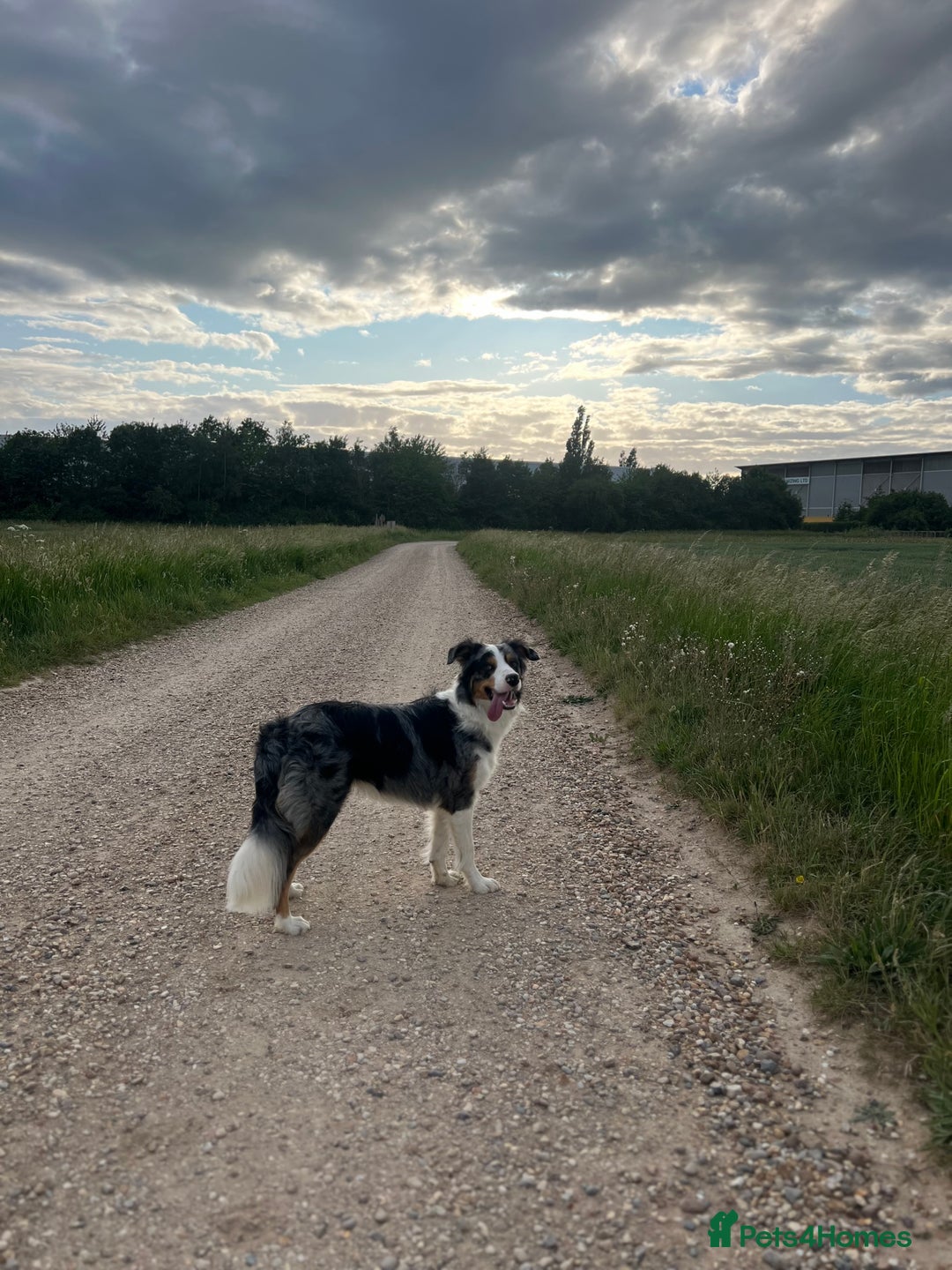 Border Collie dogs for stud: Stud Dog Available – Poe - Image 6