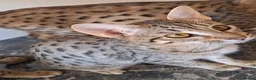 Savannah cats for sale: TICA SBTF7 Silver girl Europa very freindly speyed - Advert 3