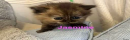 Persian cats for sale: **SOLD** Stunning litter of five female Perdolls - Advert 25