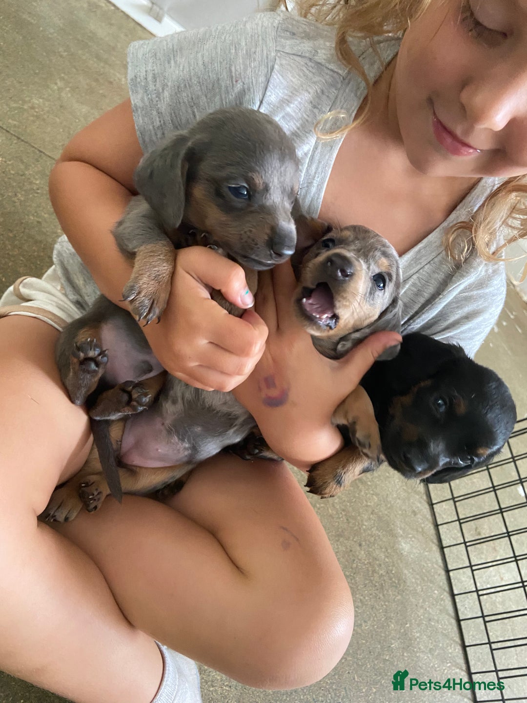 Miniature Dachshund dogs for sale: Beautiful miniature dachshunds  - Image 2
