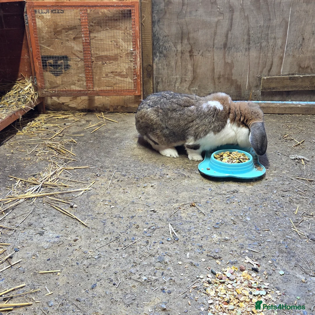 French Lop rabbits for sale: Giant french lop buck - Advert 2