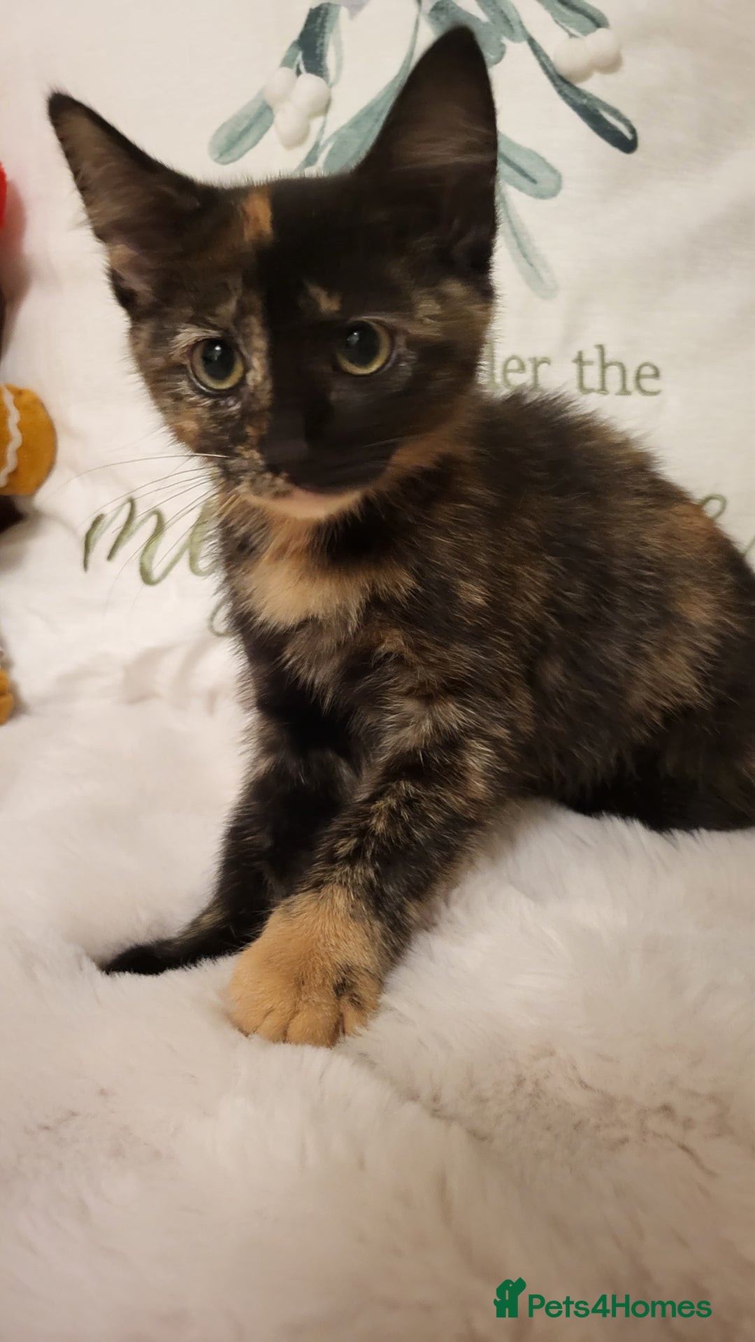 Mixed Breed cats for sale: Kittens READY NOW - Advert 2