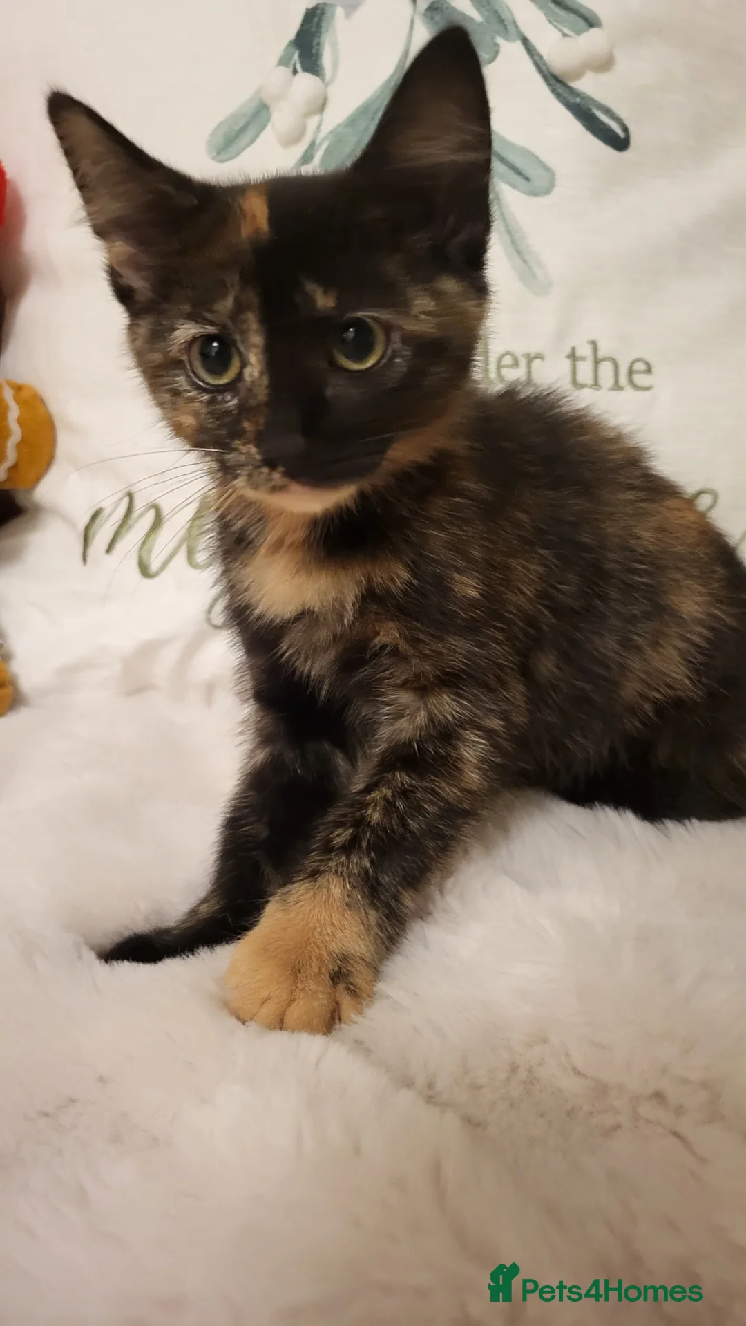 Mixed Breed cats for sale: Kittens READY NOW - Advert 2