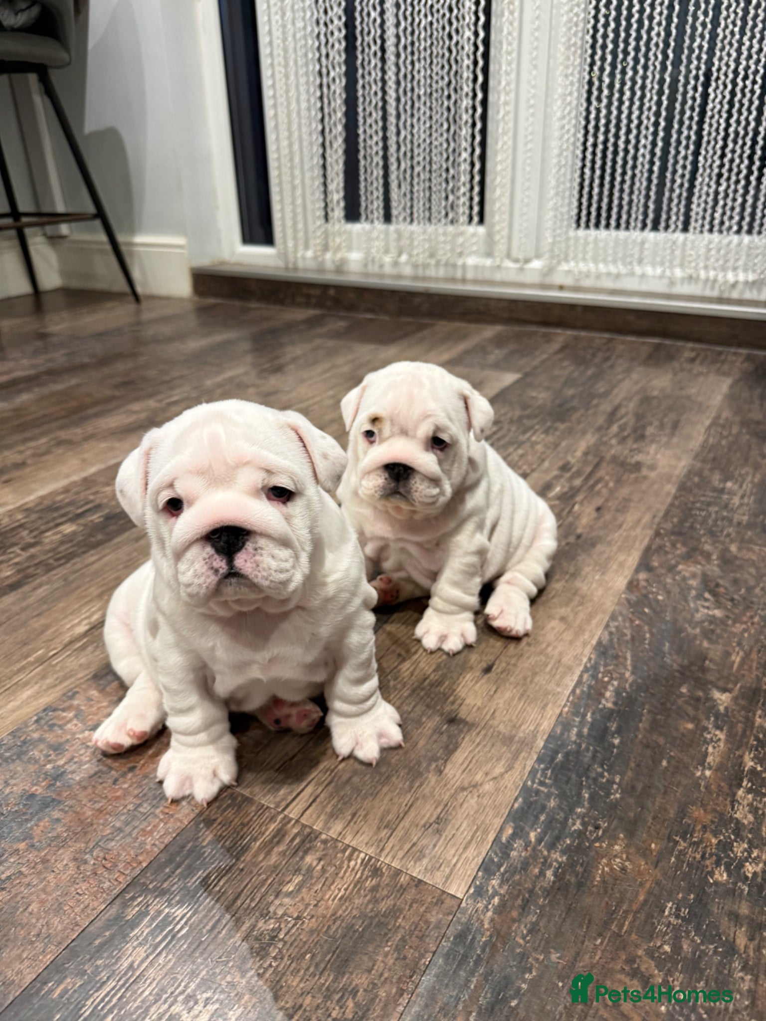 English Bulldog dogs CH X CH bred Puppies  - Advert 1